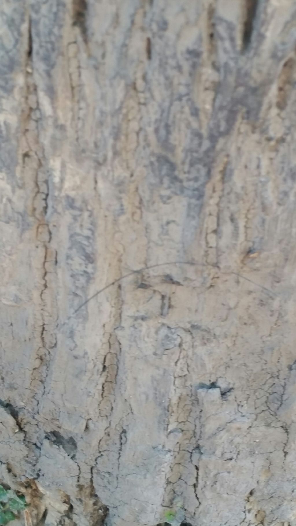 Opera del cinghiale?